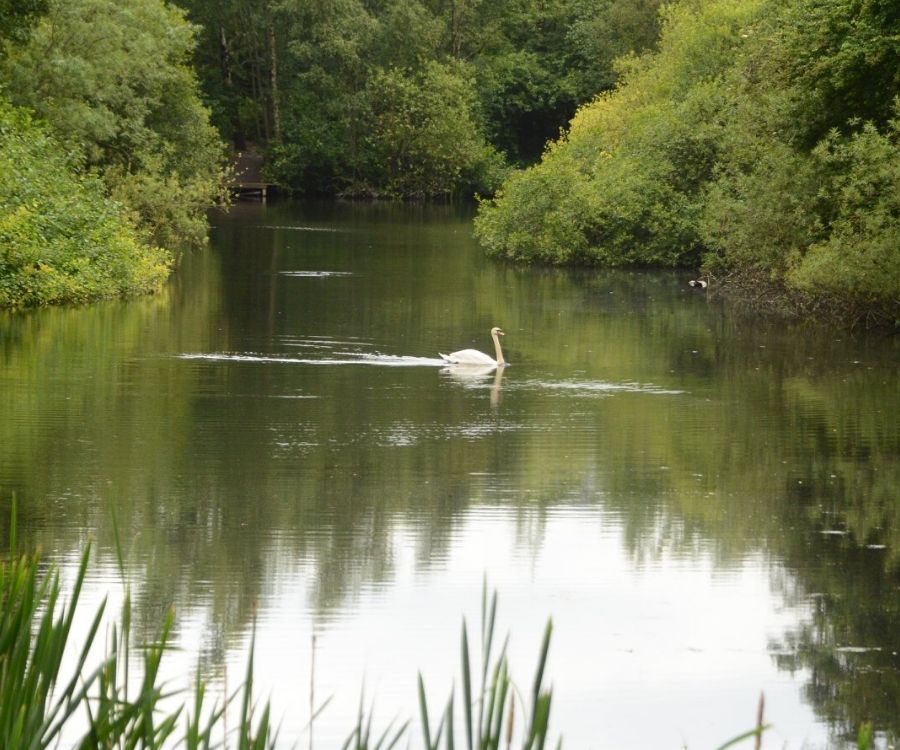 Swan on Trafford Ecology Park lake