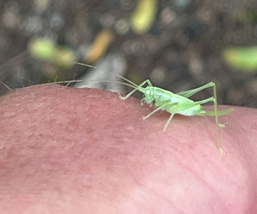 Cricket